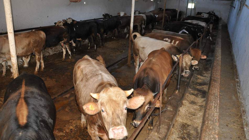 Tarım Bakanlığı'ndan besicilere destek kararı
