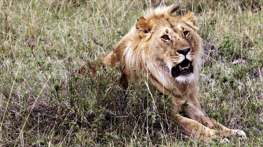 Afrika'da Aslan Nüfusu Tehlike Altında